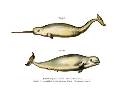 Narwhal by German School